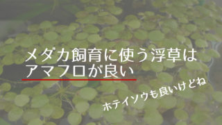 メダカマーチング メダカ飼育初心者からプロの方までブログを通じてメダカ仲間を作っていきたいです