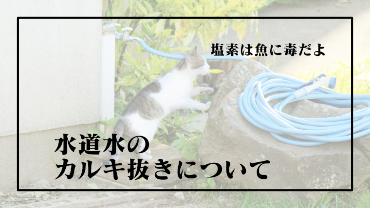 飼育水に使う水道水の カルキ抜き について メダカマーチング