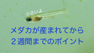 メダカ水槽に半透明 白色 の小さい貝が居たらカワコザラガイです メダカマーチング