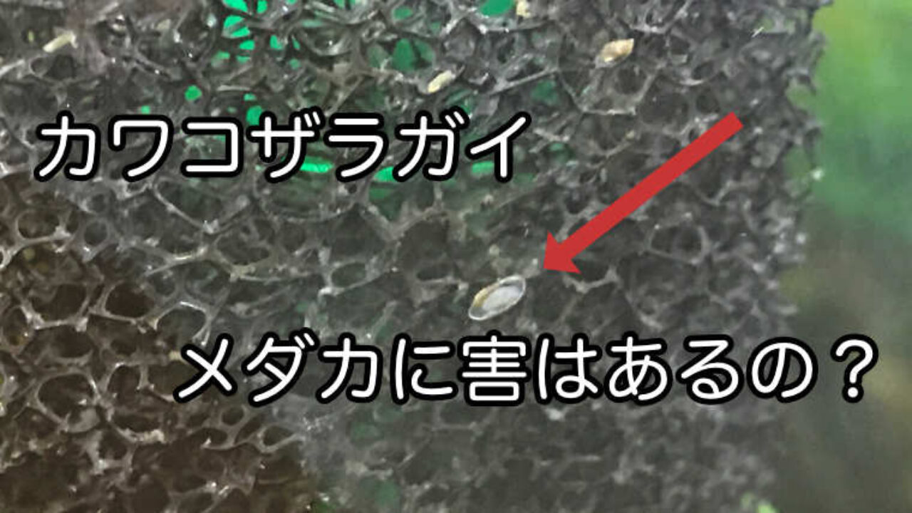 メダカ水槽に半透明 白色 の小さい貝が居たらカワコザラガイです メダカマーチング